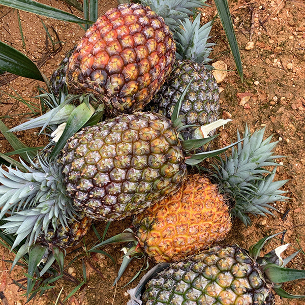 最高級ブランドパイン 沖縄やんばるゴールドバレル 3kg【沖縄県東村産】