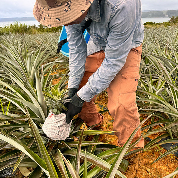 最高級ブランドパイン 沖縄やんばるゴールドバレル 3kg【沖縄県東村産】