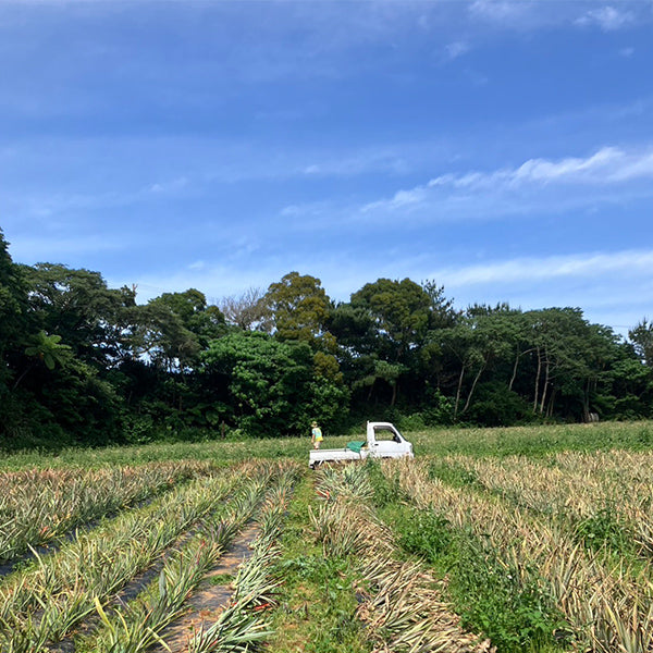 最高級ブランドパイン 沖縄やんばるゴールドバレル 3kg【沖縄県東村産】