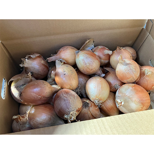 《訳あり》納豆菌栽培 淡路島産玉ねぎ 3kg【兵庫県淡路島産】