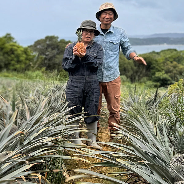 最高級ブランドパイン 沖縄やんばるゴールドバレル 3kg【沖縄県東村産】