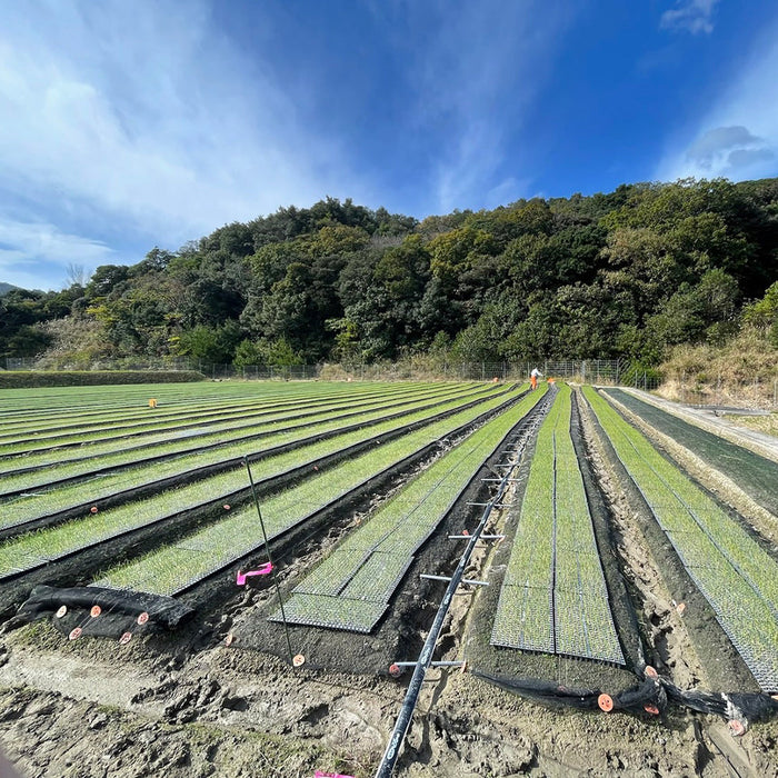 淡路島玉ねぎ “いくたま”10kg【兵庫県淡路島産】