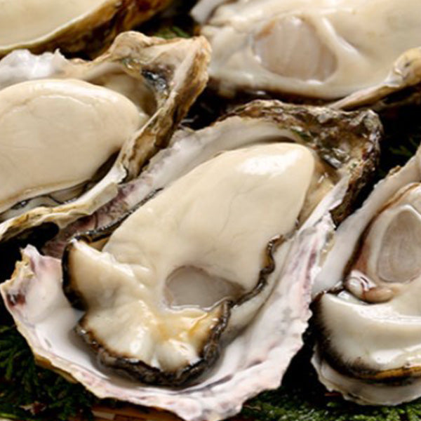山の恵みと海の香りが織りなす極上の味わい!むき身0.5kg 殻付き真牡蠣 2kg 牡蛎ナイフ&軍手付【兵庫県播磨灘産】