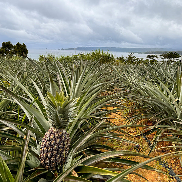 最高級ブランドパイン 沖縄やんばるゴールドバレル 3kg【沖縄県東村産】