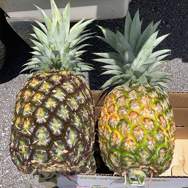 最高級ブランドパイン 沖縄やんばるゴールドバレル 3kg【沖縄県東村産】