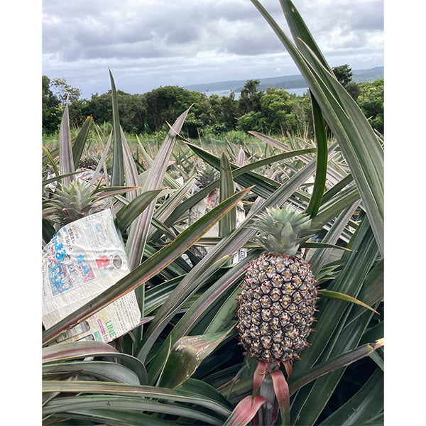 最高級ブランドパイン 沖縄やんばるゴールドバレル 3kg【沖縄県東村産】