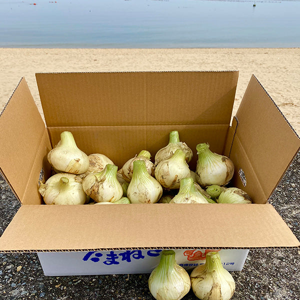 《訳あり》淡路島『歩』新玉ねぎ 10kg【兵庫県淡路島産】