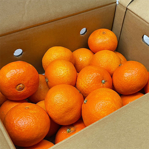 紅まどんなと同品種 愛媛まどんな あいか 2.5kg みきゃん箱入【愛媛県産】