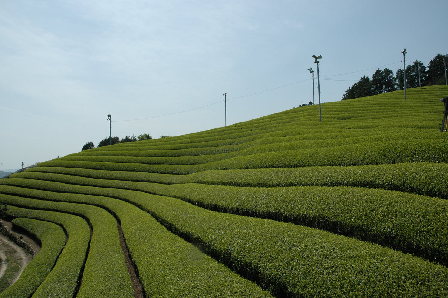 JFS 井六園