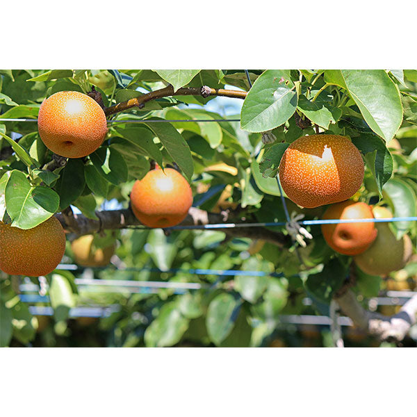 濃厚な甘味で一躍大人気 新甘泉梨 化粧箱入 小玉 5-6玉 【鳥取県産】