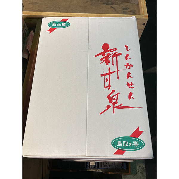 濃厚な甘味で一躍大人気 新甘泉梨 10-16玉 5Kg【鳥取県産】