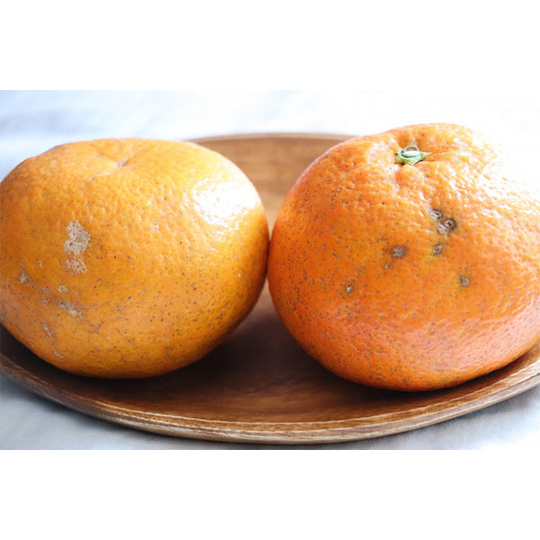 《訳あり》はじける香り 果汁たっぷり 愛媛の誇る極上品! 宮内伊予柑 2L 5kg【愛媛県松山産】