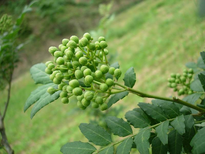 畑特産物生産出荷組合