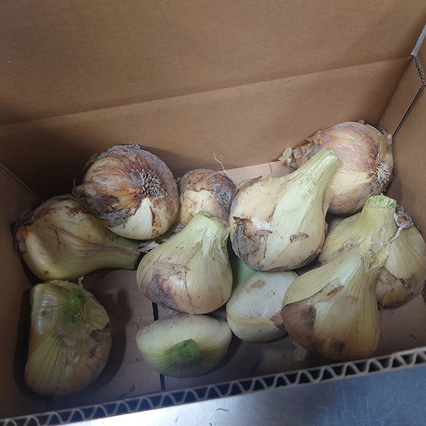 《訳あり/残りわずか!》納豆菌栽培 淡路島産新玉ねぎ 3kg【兵庫県淡路島産】