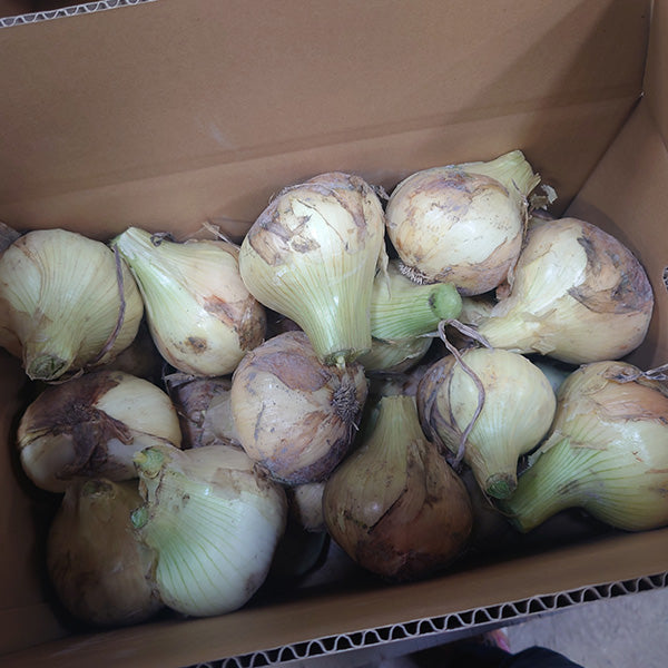 《訳あり/残りわずか!》納豆菌栽培 淡路島産新玉ねぎ 8kg【兵庫県淡路島産】