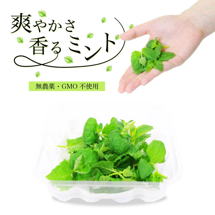 無農薬&安心栽培 香り爽やかフレッシュミント【大阪府泉佐野産】