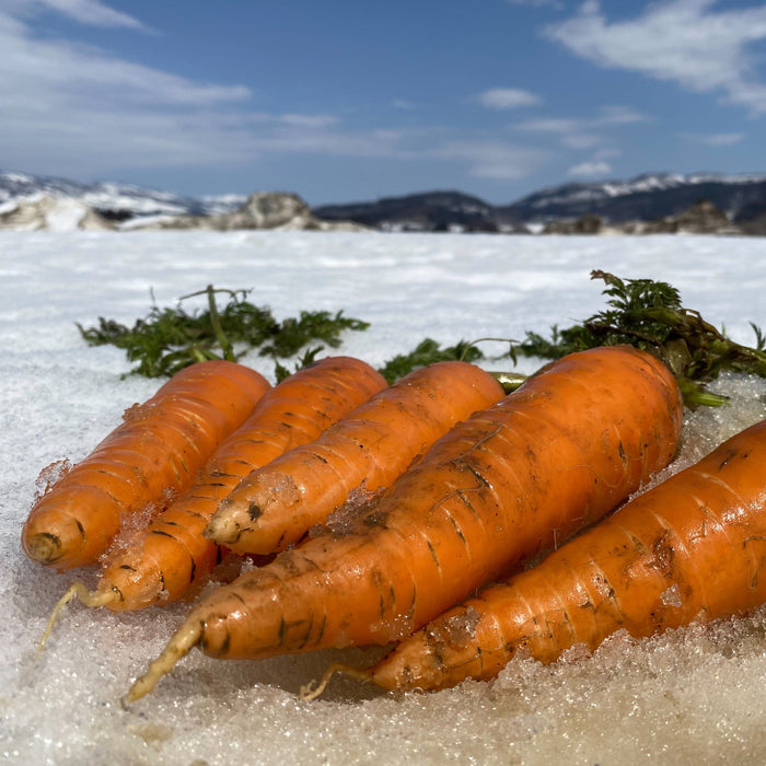 雪国ならではのブランド野菜 とにかく甘い雪下人参 10㎏【新潟県津南産 / 長野県飯山産】