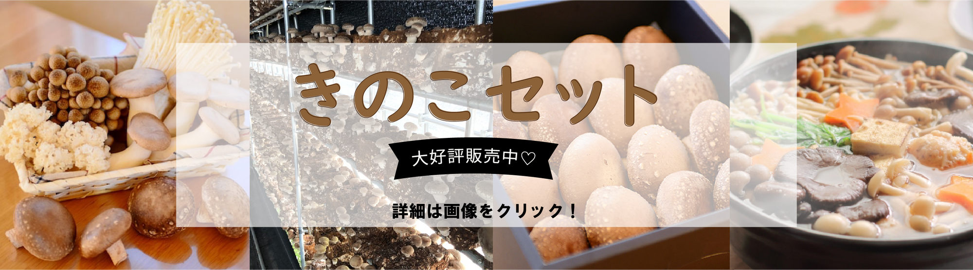 栄農人きのこセット