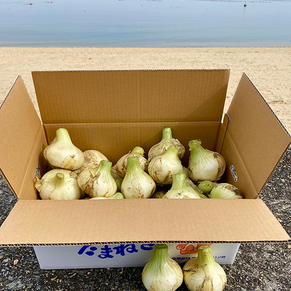 K.ファーム厳選!淡路島『歩』新玉ねぎ 3kg【兵庫県淡路島産】