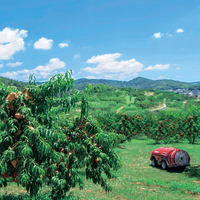 《ご自宅用》くだもの王国おかやまの甘さが広がる白桃 1kg【岡山県倉敷産】