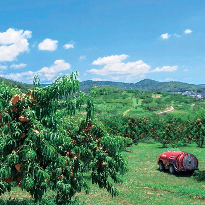 《ご自宅用》くだもの王国おかやまの白桃 2kg【岡山県倉敷産】