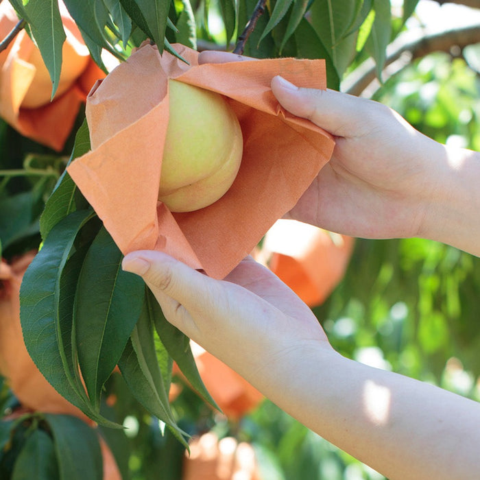 小ぶりな桃の瓶詰め 金の桃【岡山県産】