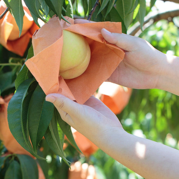 言わずと知れた岡山を代表する品種 清水白桃ドリンク【岡山県産】