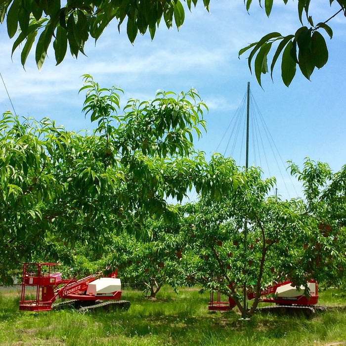 清水白桃の果肉たっぷり 清水白桃ジュレ【岡山県倉敷産】