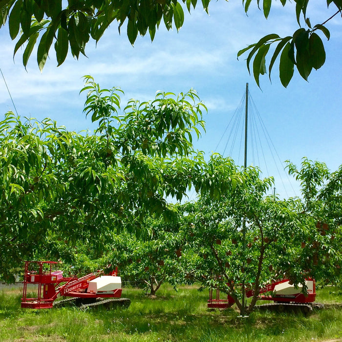 《ご自宅用》くだもの王国おかやまの甘さが広がる白桃 1kg【岡山県倉敷産】