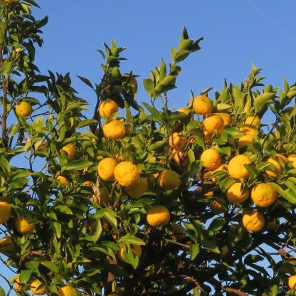 淡路島玉ねぎ100%使用 プレミアム玉ねぎポン酢 2本【兵庫県淡路島産】