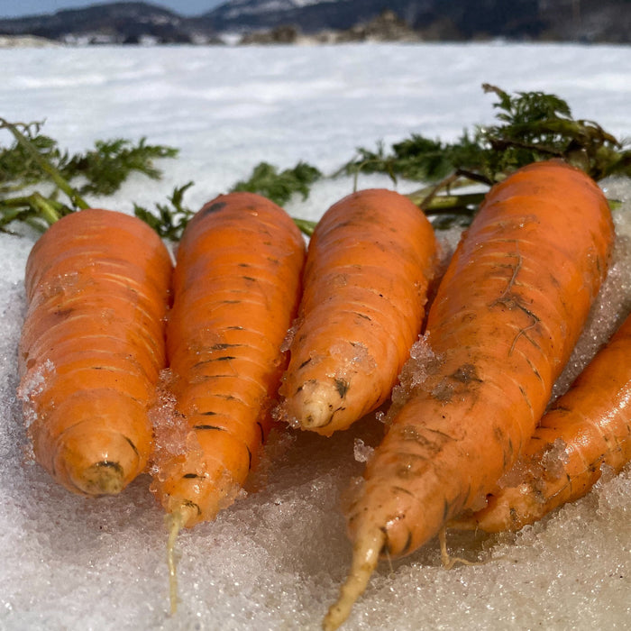 雪国ならではのブランド野菜 とにかく甘い雪下人参 3㎏【長野県飯山市羽広山産】