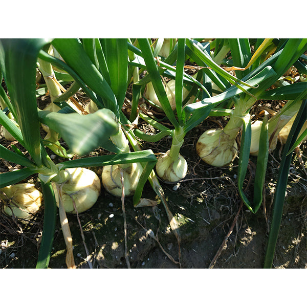 納豆菌栽培 淡路島産新玉ねぎ 1.8kg【兵庫県淡路島産】