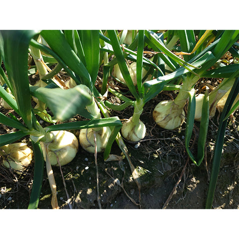 《予約販売 3月下旬発送予定》納豆菌栽培 淡路島産新玉ねぎ 1.8kg【兵庫県淡路島産】