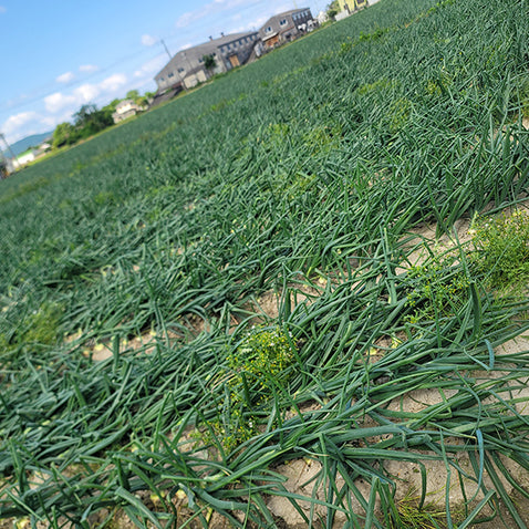 《予約販売 3月下旬発送予定》納豆菌栽培 淡路島産新玉ねぎ 1.8kg【兵庫県淡路島産】