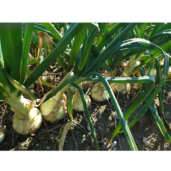納豆菌栽培 淡路島産新玉ねぎ 1.8kg【兵庫県淡路島産】