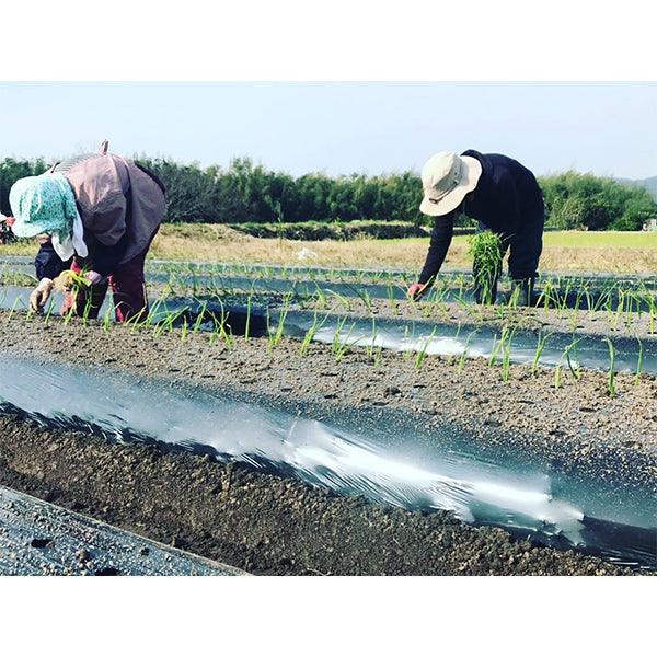 《予約販売》ひょうご安心ブランド認証　淡路島新たまねぎ　3kg【兵庫県淡路島産】