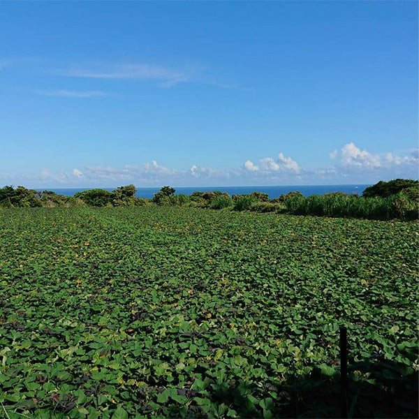 《予約販売》蜜たっぷり、濃厚な甘さ！とろける美味しさの安納紅 5㎏【鹿児島県種子島産】