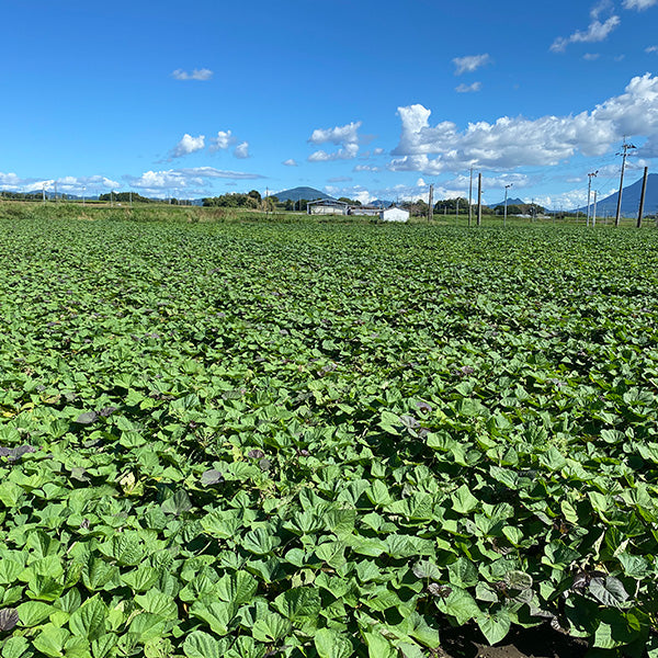 《予約販売》秋の贅沢をお届け！濃厚で甘さ際立つ　マロンゴールド 3㎏【鹿児島県指宿産】