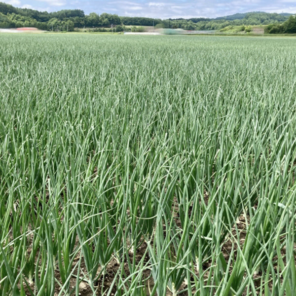 納豆菌栽培 淡路島産新玉ねぎ 1.8kg【兵庫県淡路島産】