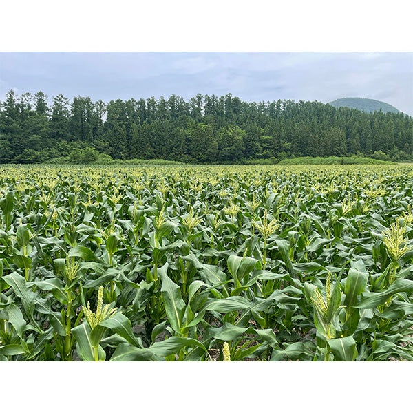 《数量限定》メロン超えの甘さ！嶽高原育ちの希少とうもろこし 嶽きみ 6本【青森県弘前産】
