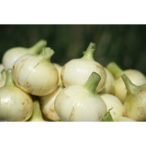 《予約販売 / 3月下旬発送予定》ひょうご安心ブランド認証　淡路島新たまねぎ　3kg【兵庫県淡路島産】