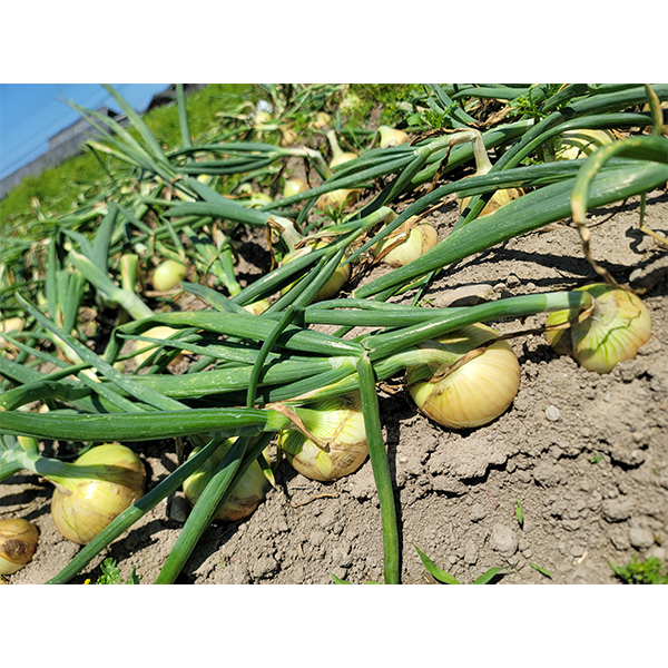 納豆菌栽培 淡路島産玉ねぎ 20kg【兵庫県淡路島産】