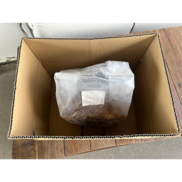 《純国産》ご自宅で採れたて椎茸狩り 椎茸栽培菌床【長野県中野産】