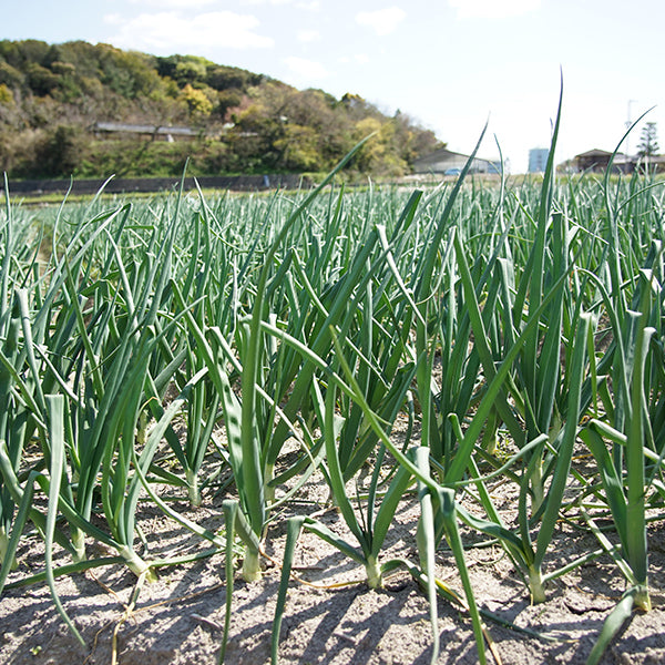 《予約販売》ひょうご安心ブランド認証　淡路島新たまねぎ　10kg【兵庫県淡路島産】