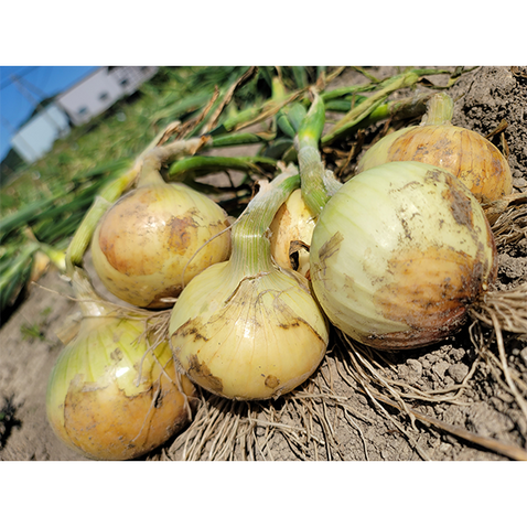 納豆菌栽培 淡路島産玉ねぎ 8kg【兵庫県淡路島産】