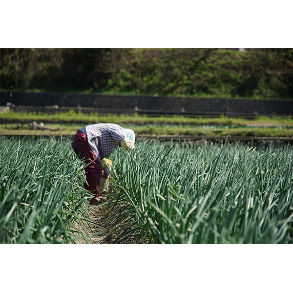 《予約販売》ひょうご安心ブランド認証　淡路島新たまねぎ　5kg【兵庫県淡路島産】