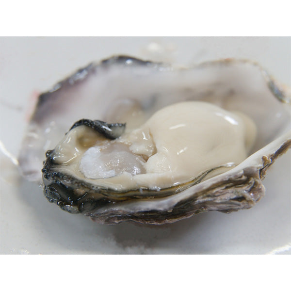 《予約販売》山の恵みと海の香りが織りなす極上の味わい！むき身0.5kg 殻付き真牡蠣 2kg　牡蛎ナイフ＆軍手付【兵庫県播磨灘産】