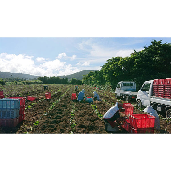 《予約販売》蜜たっぷり、濃厚な甘さ！とろける美味しさの安納紅 5㎏【鹿児島県種子島産】