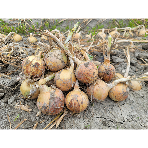 納豆菌栽培 淡路島産玉ねぎ 3kg【兵庫県淡路島産】