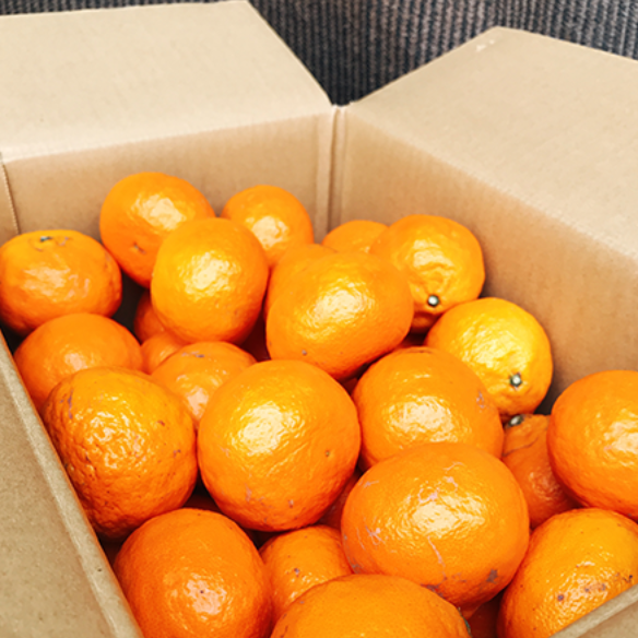 カラマンダリン 秀品 化粧箱入り【愛媛県産】